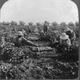 Illustration for article titled Grapes
